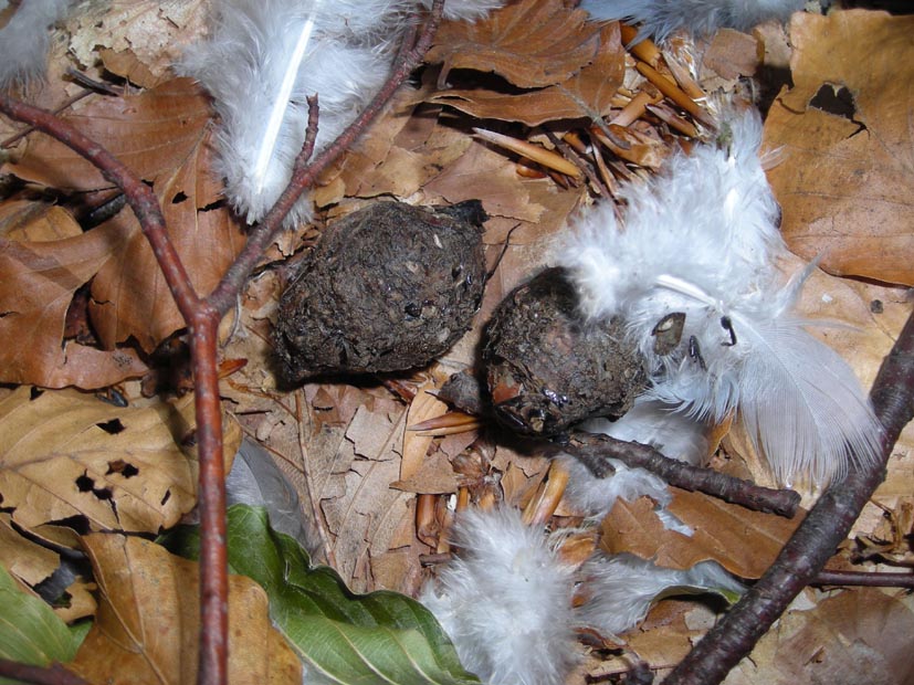 Penne: predazione Accipiter sp. su Colombaccio